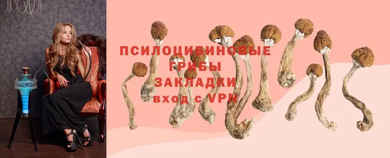 Галлюциногенные грибы Psilocybe  Байкальск 